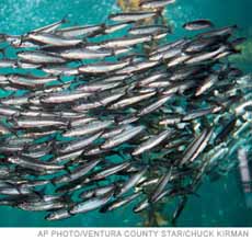 School Of Sardines
