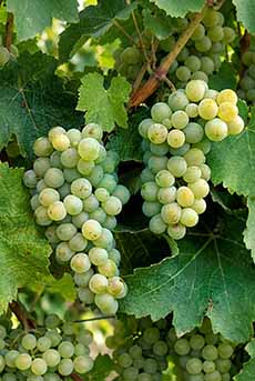 Sauvignon Blanc Grapes On The Vine