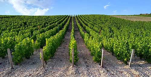Vineyard Of Sauvignon Blanc