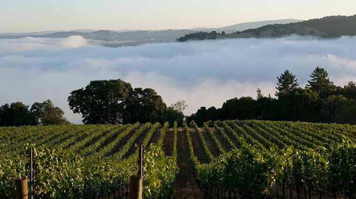 One of Seghesio's Zinfandel vineyards.