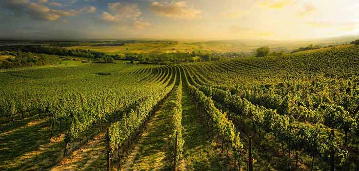 A vineyard of sekt grapes.