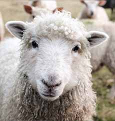 The Head Of A Sheep (Ewe)