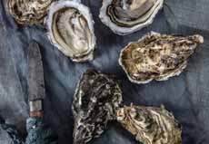 Shucked Oysters