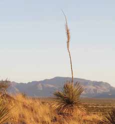 The sotol plant grows at high elevations in northern Mexico