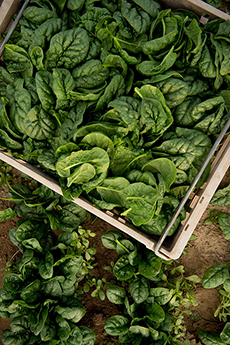 Spinach Just Picked