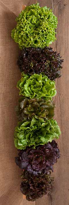 Varieties Of Summercrisp Lettuce