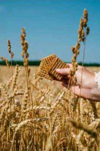 Wheat In Field