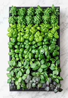5 Different Types Of Basil