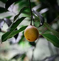 Unripened nutmeg fruit on its tree
