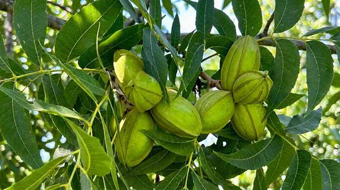 Unripened Pecans On The Tree