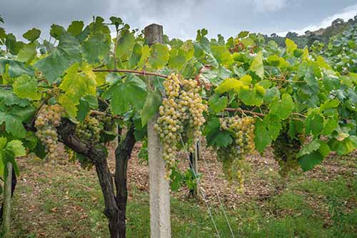 Vermentino Vineyard