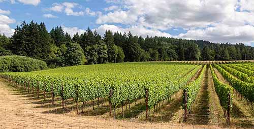 Pinot Noir Vineyard