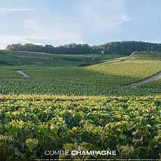 A Vineyard In Champagne