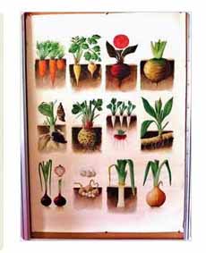 Root Vegetables Illustration