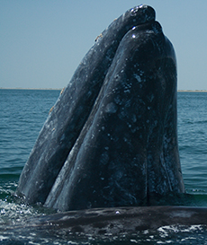 California Gray Whale