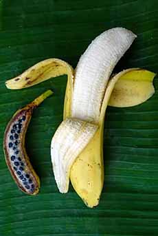 Wild Banana