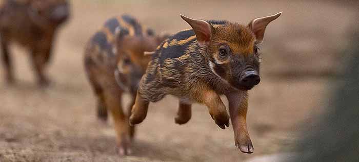 Wild Pigs