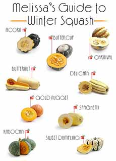 Winter Squash Infographic