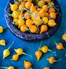Yellow Biquinho Chile Peppers In A Bowl